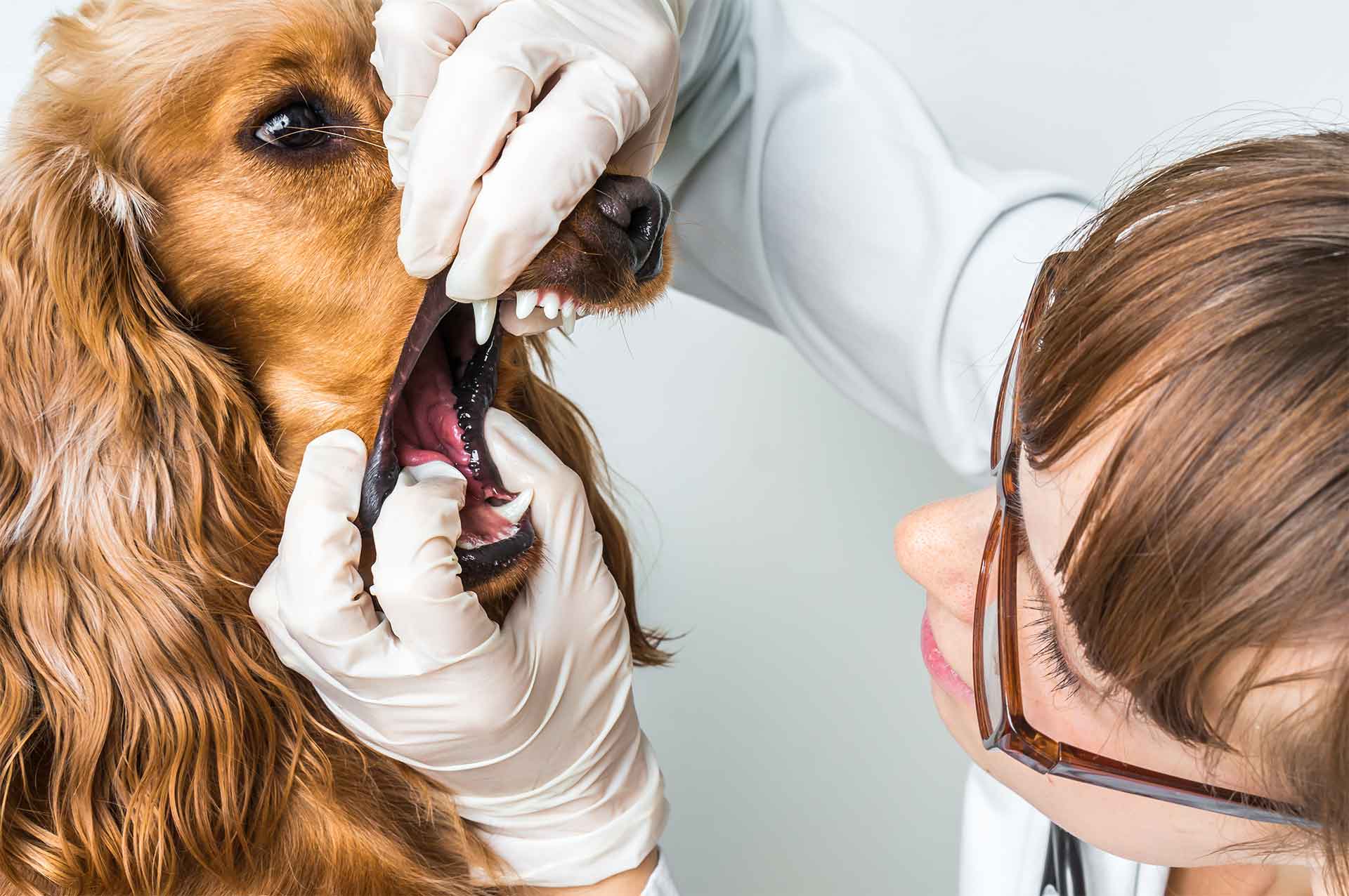 Pet Dental Health – Pet Health
