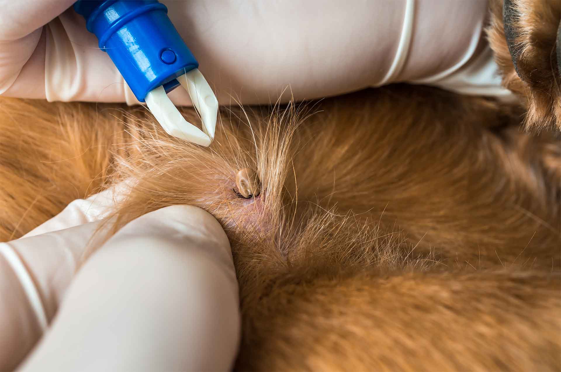 close up of tick removal from dog