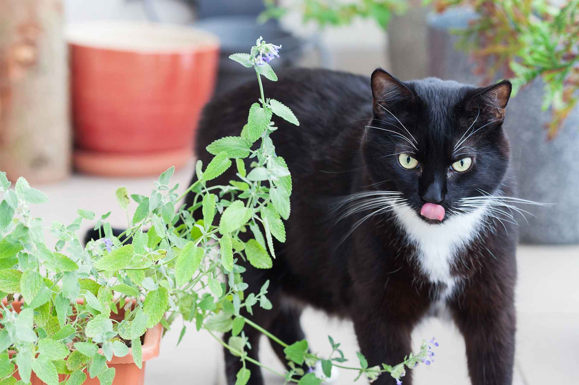 black tuxedo cat outside beside plant